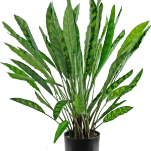 Die Kunstpflanze Calathea 60 cm ist eine hohe Kunstpflanze mit vielen langen, schmalen grünen Blättern mit hellen und dunklen Mustern, arrangiert in einem schlichten schwarzen Topf vor weißem Hintergrund.