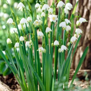 Leucojum aestivum 'Gravetye Giant' – Sommer-Knotenblume