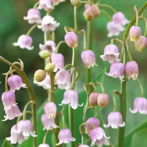 Maiglöckchen (Convallaria Majalis) Rosea