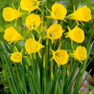 Reifrock-Zwergnarzisse Golden Bells