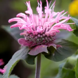 Monarda Bee Lieve - Indianernessel