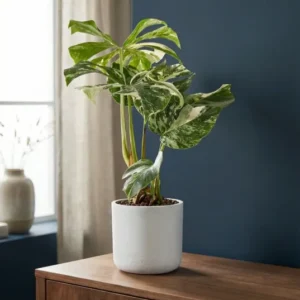 Monstera Deliciosa Variegata kaufen — seltenes weißgeschecktes Fensterblatt, 45 cm