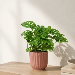 Monstera Obliqua kaufen — Zimmerpflanze mit charakteristisch perforierten Blättern