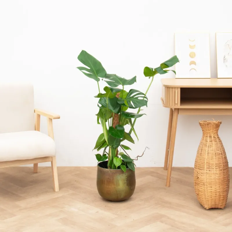 Monstera Deliciosa Mosstok - 90cm