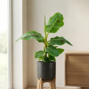Musa 'Dwarf Cavendish' - Zwergbanane Ø:21 H:95 cm Finestgreen