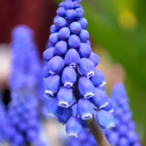 Muscari armeniacum - Traubenhyazinthe