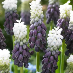 Muscari Grape Ice (Traubenhyazinthe)