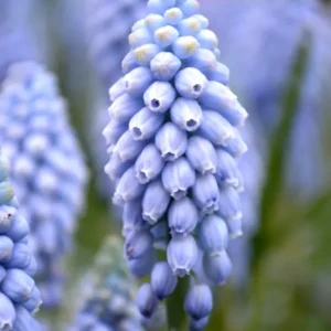 Traubenhyazinthe Valerie Finnis (Muscari)