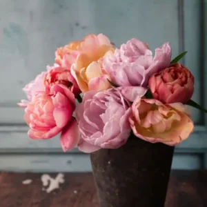 Tulpenmischung Spring Sorbet