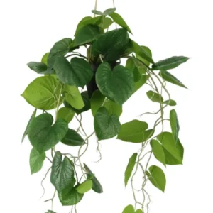 Neocheiropteres künstliche Hängepflanze 80cm