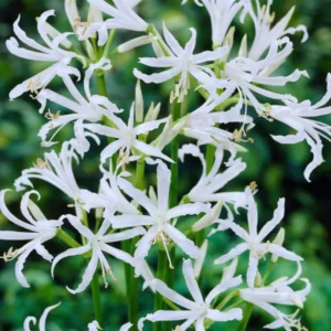 Kaufen Nerine Bowdenii Alba (Guernseylilie)