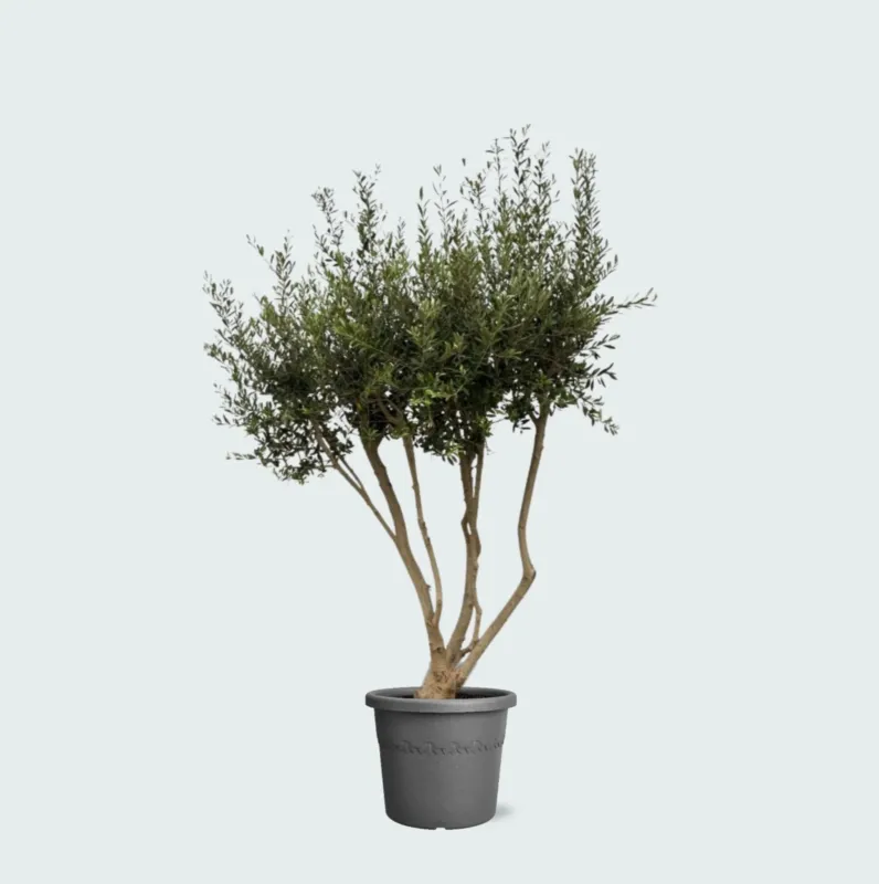 Olea Europaea Cultivo vertakt XXL - 210cm