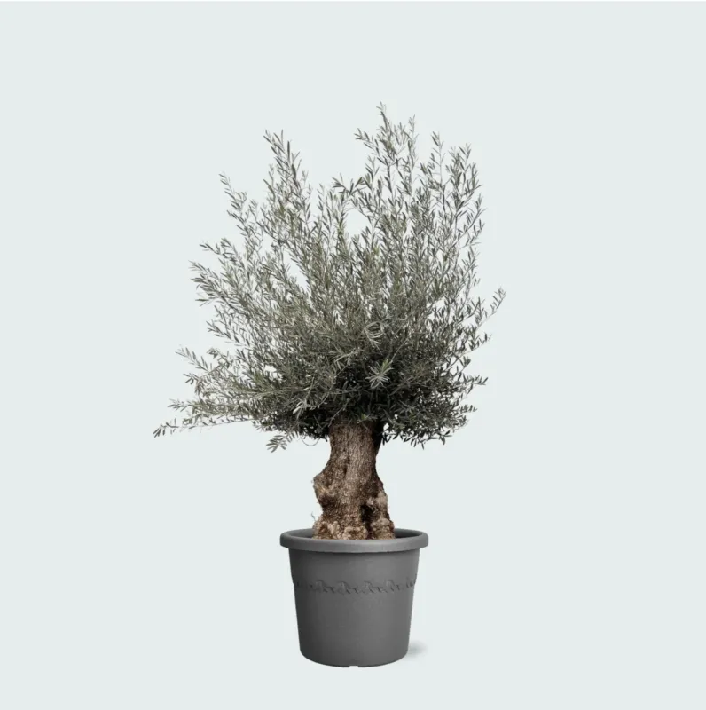 Olijfboom Olea Europaea bonsai XXL - 270cm