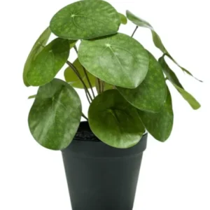 Kunst Pannekoekenplant 22cm