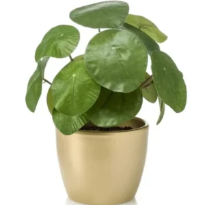 Kunst Pannekoekenplant in Gouden Pot 22cm
