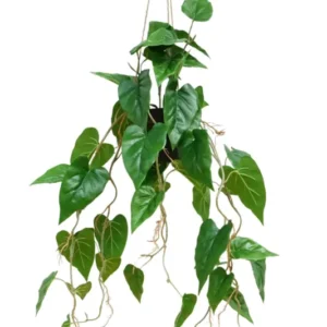 Anthurium kunst hangplant 95cm