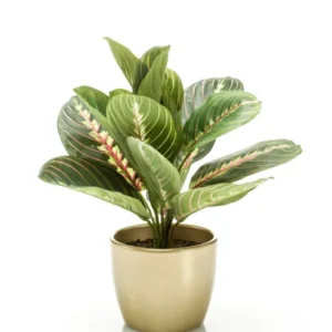 Kunst Maranta Bush 30cm