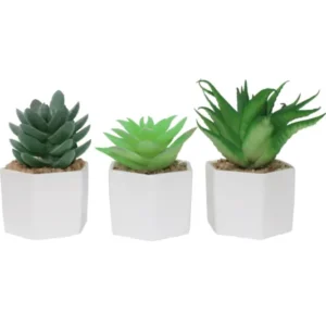 Vetplant Succulent Assorti B