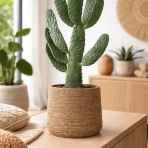 Feigenkaktus - Opuntia Consolea Finestgreen