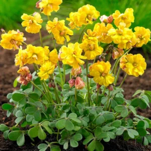 Oxalis Double Trouble (Sauerklee)