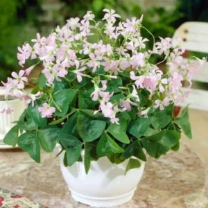 Oxalis regnellii Fanny oxalis zwiebeln