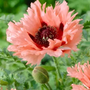 Papaver Forncett Summer (Orientalischer Mohn) online kaufen bei DutchGrown™