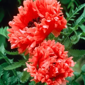 Papaver Garden Glory (Orientalischer Mohn) Wurzelnackte Pflanzen