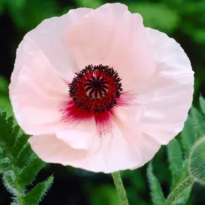Papaver Karine (Oriental Poppy)
