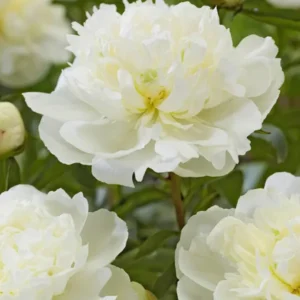 Pfingstrose Duchesse de Nemours