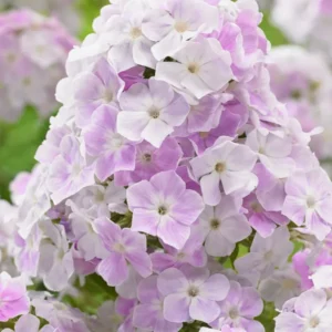 Kaufen Flammenblume Cool Water (Phlox)