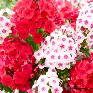 Flammenblume Strawberry Cake Kollektion (Phlox)