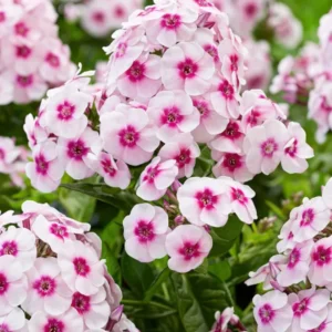 Kaufen Flammenblume Younique Trendy (Phlox) Wurzelnackte Pflanzen