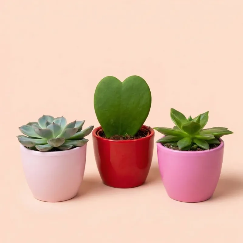 Plant set of 3 with mini pot - Love - Succulents - Pink/Red - Ø 6 cm