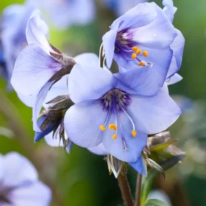 Polemonium Heaven Scent Jakobsleiter, Himmelsleiter