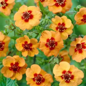 Potentilla Tonguei (Fingerkräuter) online kaufen bei DutchGrown™