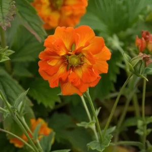 Potentilla William Rollison (Fingerkräuter)