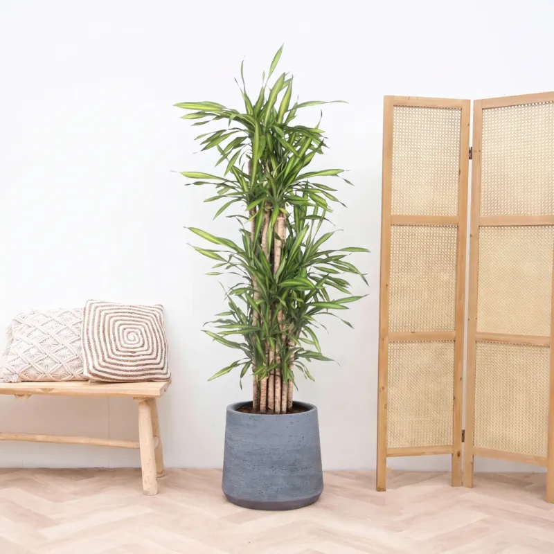 Dracaena Riki Fragrans vertakt - 180cm