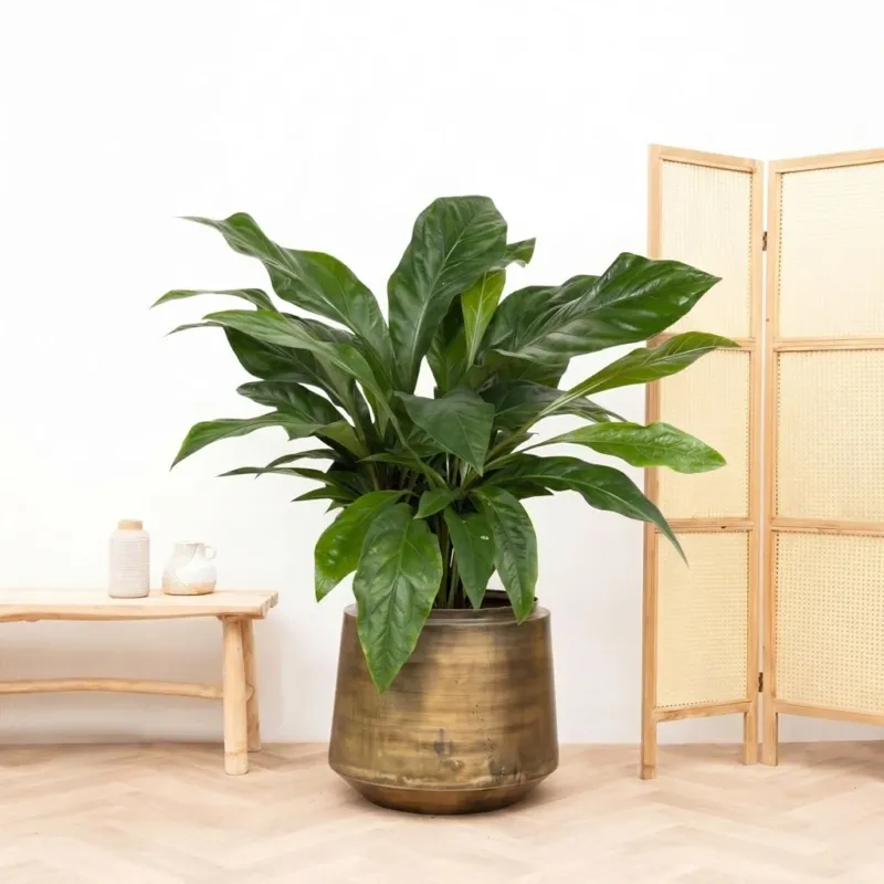 Anthurium Jungle King struik - 100cm