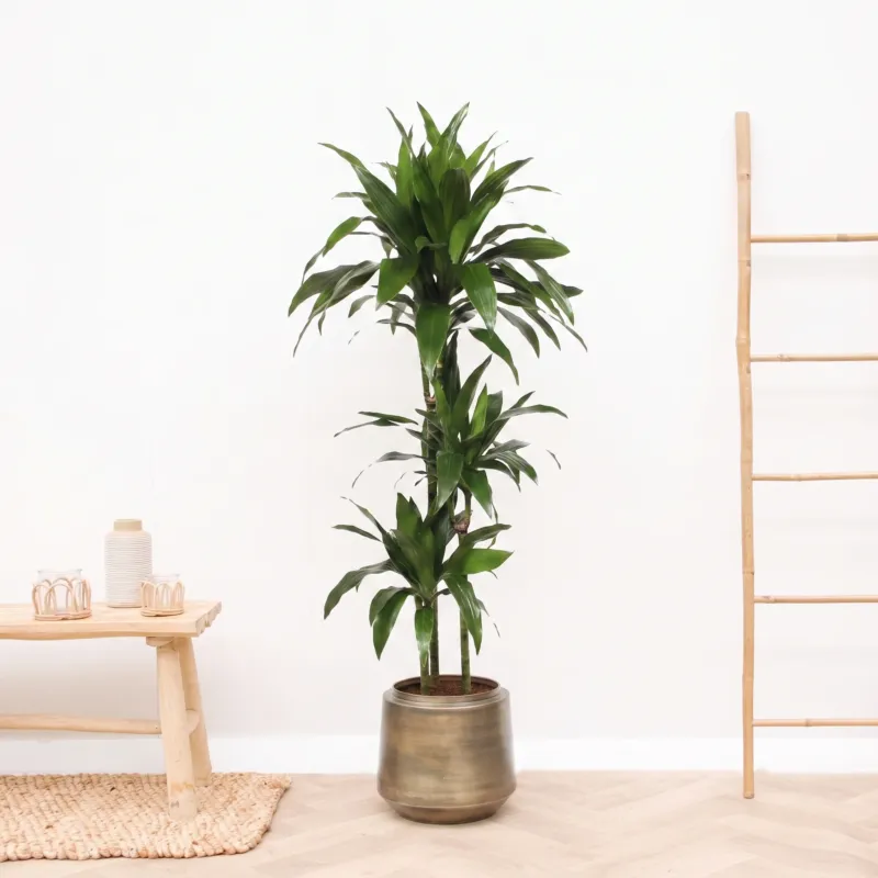 Dracaena Fragrans Janet Craig - 140 cm