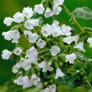 Kaufen Pulmonaria Sissinghurst White (Lungwort) | DutchGrown™