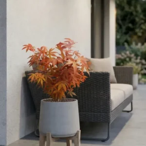 Acer Atropurpureum kaufen — Roter Japanischer Fächerahorn mit dunkelroten Blättern, 45 cm