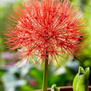 Scadoxus multiflorus (Blutblume)