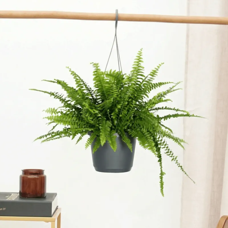 Nephrolepis Exaltata hangplant - 40cm