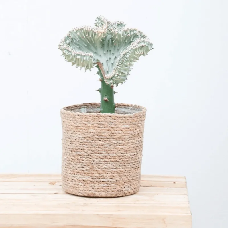 Euphorbia lactea Cristata wit - 30cm