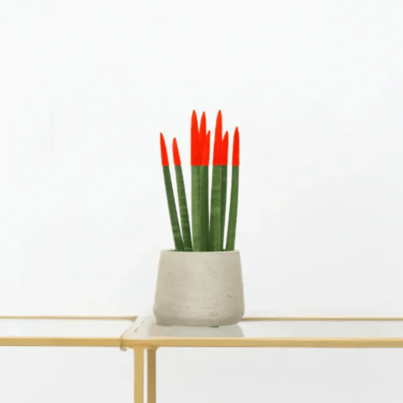 Sansevieria Cylindrica Velvet Touchz rood - 25cm