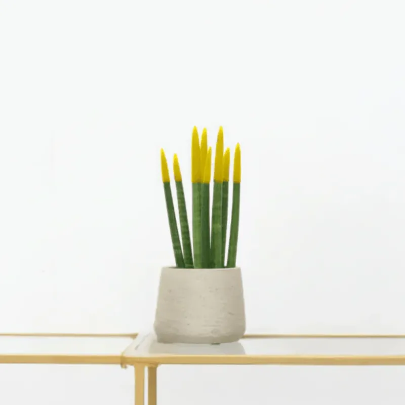 Sansevieria Cylindrica Velvet Touchz geel - 25cm