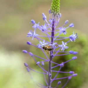Scilla Hyacinthoides Blue Arrow