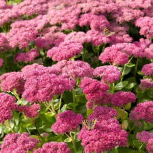 Kaufen Sedum Autumn Joy Herbstfreude (Fettblatt)