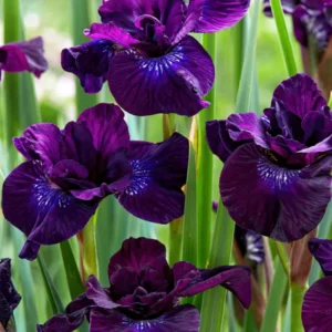 Kaufen Sie Iris Siberica in Spitzengröße aus Holland