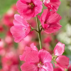 Kaufen Sidalcea Rose Bouquet Wurzelnackte Pflanzen